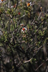 Phymaspermum parvifolium