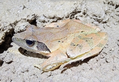 Rana zhenhaiensis