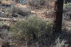 Phymaspermum parvifolium