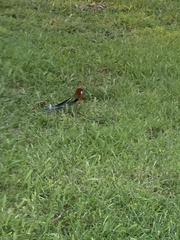 Platycercus eximius