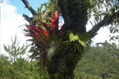 Tillandsia imperialis