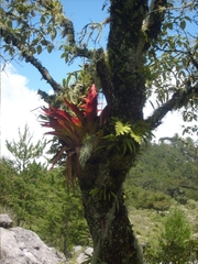 Tillandsia imperialis