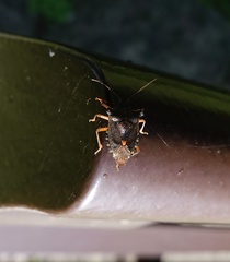 Pentatoma rufipes