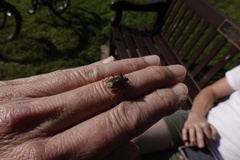 Pentatoma rufipes
