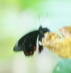 Papilio ambrax
