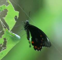 Papilio ambrax