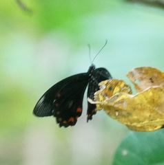 Papilio ambrax
