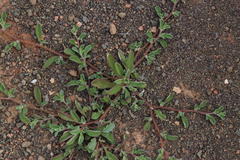 Aizoon sarcophyllum