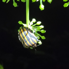 Graphosoma rubrolineatum