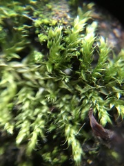 Hypnum cupressiforme