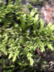 Hypnum cupressiforme