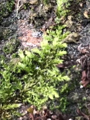 Hypnum cupressiforme