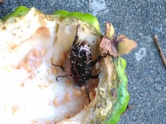 Protaetia orientalis sakaii