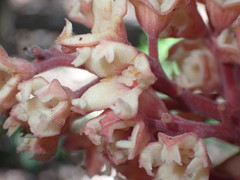 Acropogon pilosus