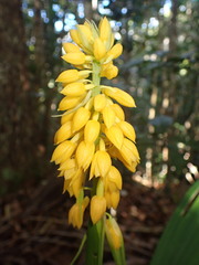 Calanthe ventilabrum