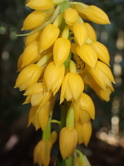 Calanthe ventilabrum