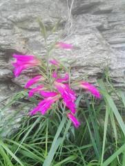 Gladiolus italicus