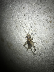 Gryllodes sigillatus