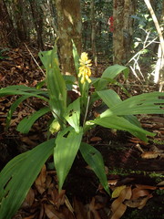 Calanthe ventilabrum