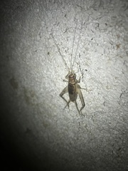 Gryllodes sigillatus