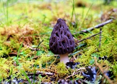 Morchella australiana