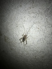 Gryllodes sigillatus