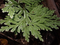 Selaginella hordeiformis