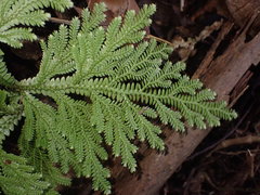 Selaginella hordeiformis