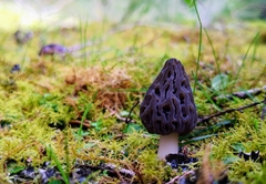 Morchella australiana