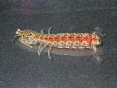 Austrosquilla osculans