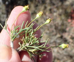 Euryops multifidus