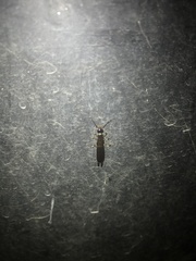 Euborellia annulipes