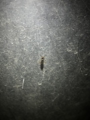 Euborellia annulipes