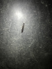 Euborellia annulipes