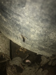 Euborellia annulipes