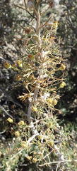 Euryops multifidus