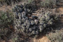 Euphorbia ferox