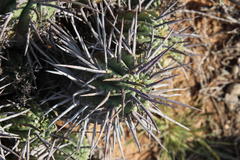 Euphorbia ferox