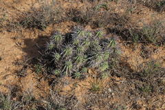 Euphorbia ferox