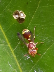 Ropalidia cyathiformis