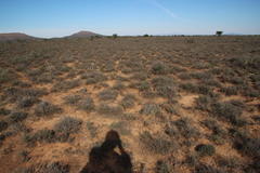Euphorbia ferox