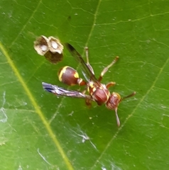 Ropalidia cyathiformis