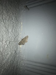 Disclisioprocta stellata