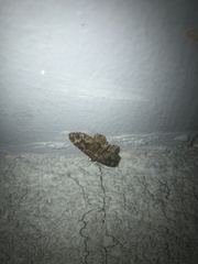 Disclisioprocta stellata