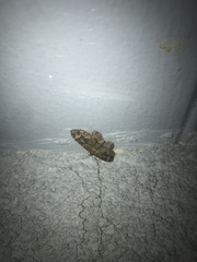 Disclisioprocta stellata