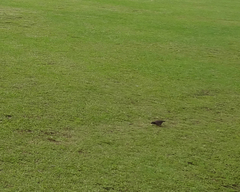 Acridotheres tristis