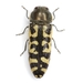 Acmaeodera solitaria - Photo (c) Mike Quinn, Austin, TX,  זכויות יוצרים חלקיות (CC BY-NC)