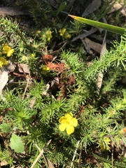 Hibbertia prostrata