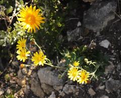 Senecio arniciflorus