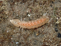 Hadrosquilla perpasta